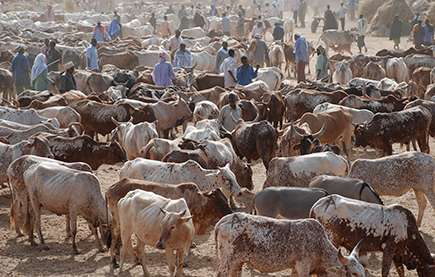 In dry areas, pastoralism is often the most economic use of land © USAID/Mariantonietta Peru