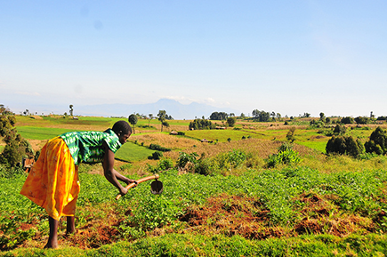 Working the land in Kapchorwa district, Uganda © FAO / Matthias Mugisha